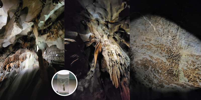 Inside the Gosu cave. The photo in the circle is of a bug called ‘’Epanerchodus kimi''