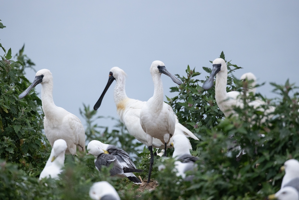 Korea is the breeding ground of around 90% of the world's black-faced spoonbills, an endangered species in Northeast Asia. (National Institute of Ecology)  