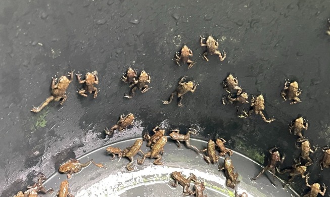 Doing one's part: guarding baby toads to protect ecosystems