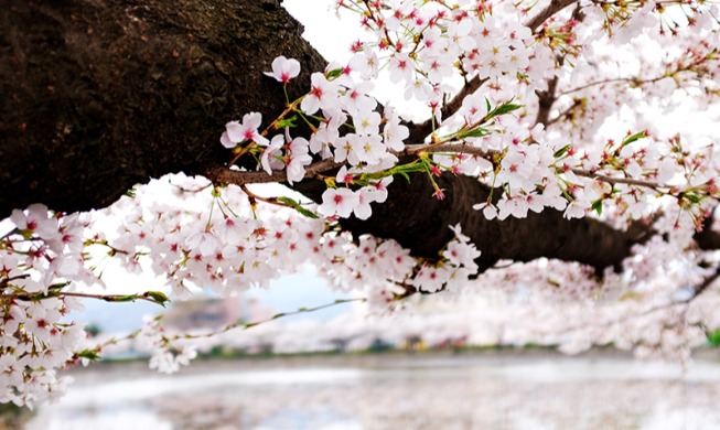 [Stay strong, Korea] Awaiting spring in Daegu