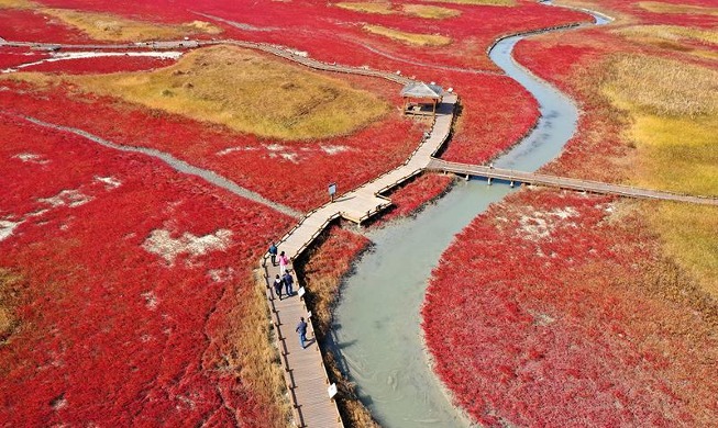 Fall leaves on tidal flat