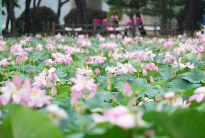 Beautiful even when wet: lotus flowers in rain