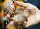 Camellia/Octopus Ocellatus Feast