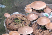 New shiitake strain has better taste, faster growth 