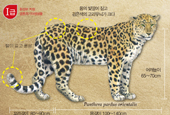 Korean Peninsula was ‘a land of leopards’ 