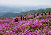 Royal azaleas, cherry blossoms beckon atop Hwangmaesan Mountain  