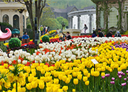 Everland Tulip Festival