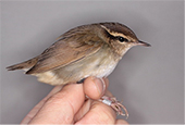 Migratory birds travel through Taean between Russia, Thailand