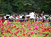 Pyeongchang Zinnia Festival