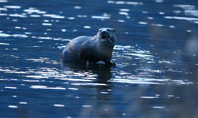 Otter eating dinner