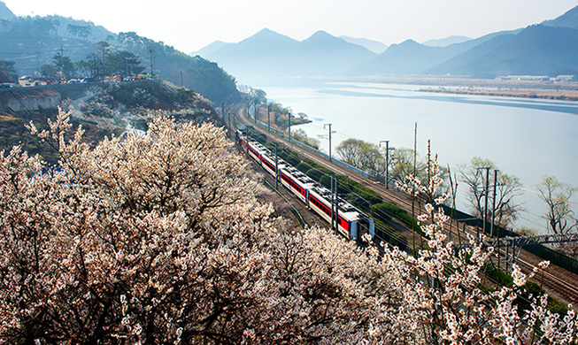 <i>Maehwa</i> apricot blossoms welcome spring 