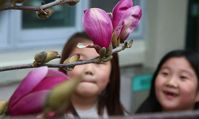 Lily magnolias begin to bloom