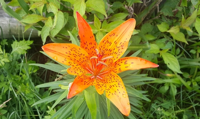 Summer wildflowers bloom on Jirisan