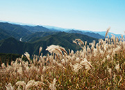 Mindung Mountain Eulalia Festival