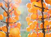 Yeongdong Dried Persimmon Festival