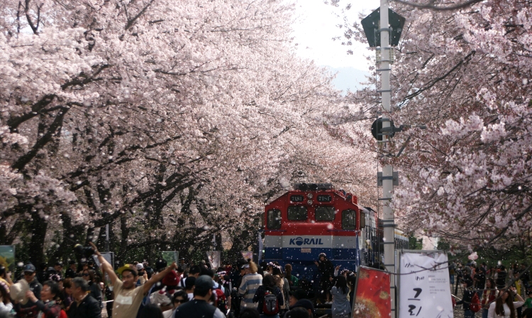 Stroll through spring's petal-laden paths