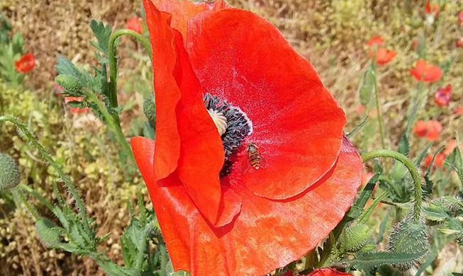 Poppies bloom at Sangdong Lake