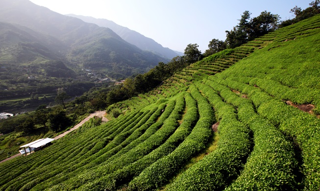 Hadong traditional tea recognized at global forum