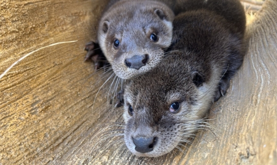 [Animal kin-stinct] ① Legislative shift from 'use' to 'coexistence'