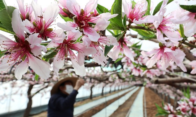 Peach blossoms herald imminent arrival of spring