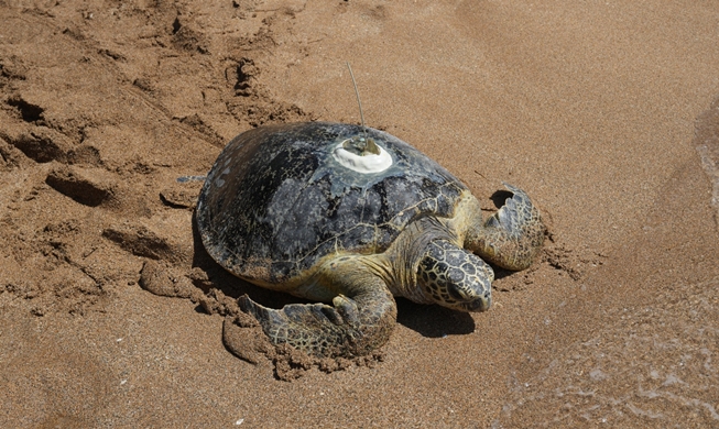Lucky 13: endangered sea turtles released back into wild