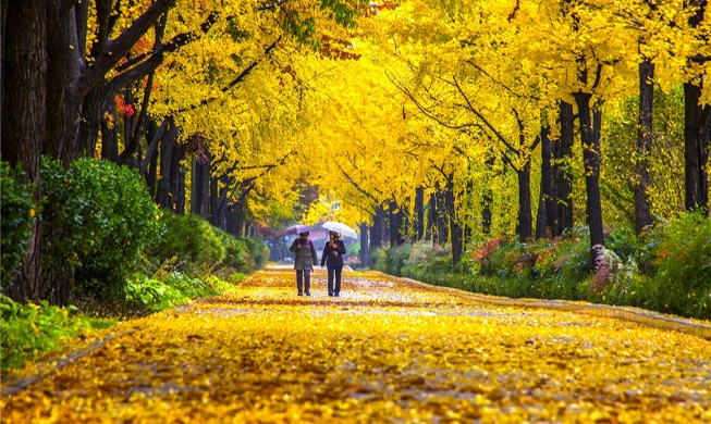 Peak foliage forecast for Seoraksan on Oct. 22, Hallasan on Nov. 1