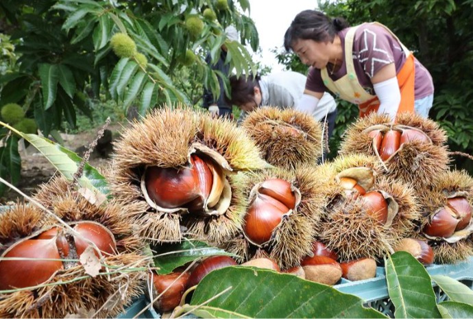 Picking fresh chestnuts before Chuseok