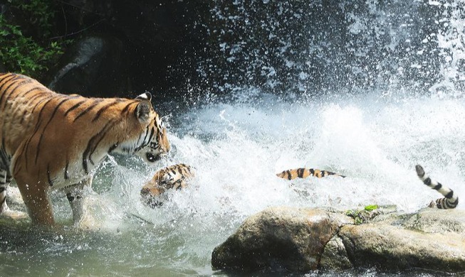 Korean tigers beating the heat