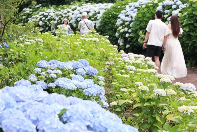 Hydrangea season