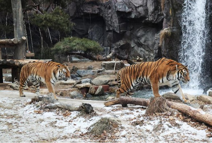 Majestic Korean tigers walk on snow
