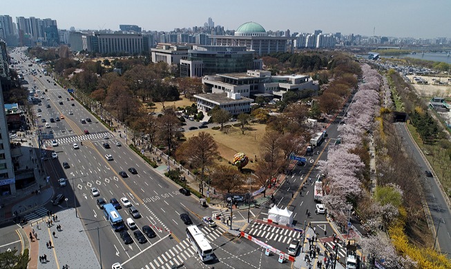 Return of Yeouido cherry blossom road after 3 years