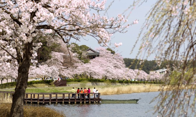Gangneung Gyeongpo Cherry Blossom Festival