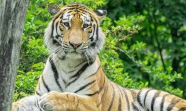 President Moon appointed sponsor of tiger in Austrian palace