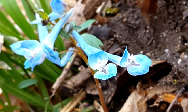 Spring awakens at national parks across Korea