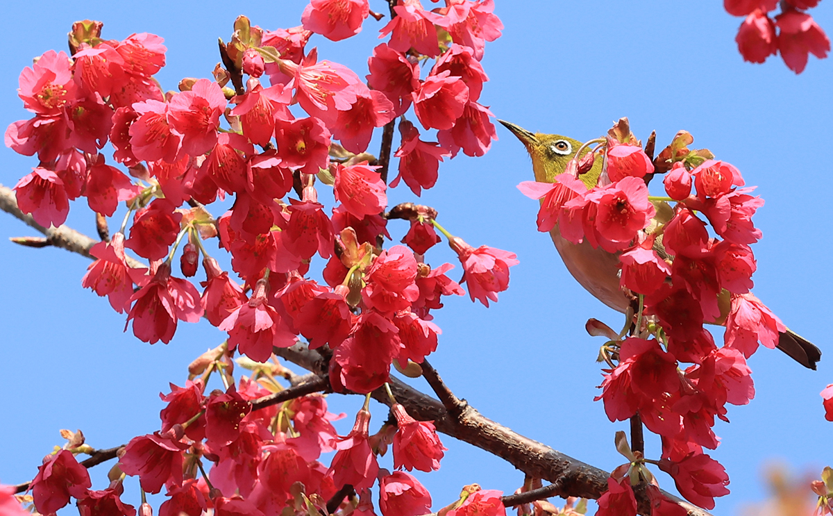 A warbling white-eye on the morning of Feb. 15 consumes nectar on a fully bloomed red cherry blossom near Lee Jung-seop Art Museum in Seogwipo, Jeju Island.