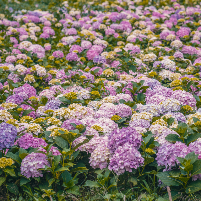 6 spots nationwide to see beautiful flower